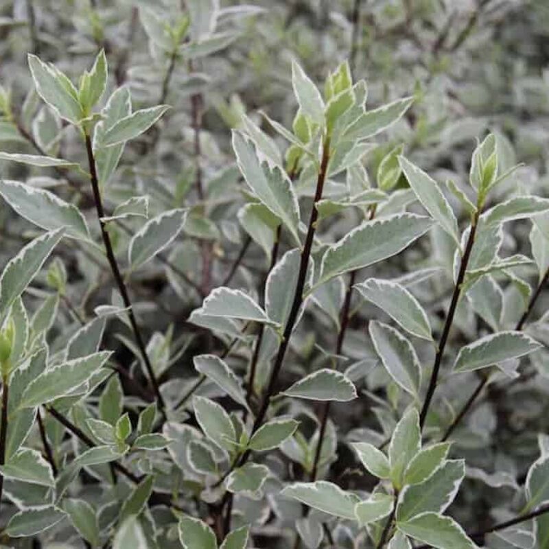 Pittosporum tenuifolium 'Silver Queen' (f/v) 30-40 cm